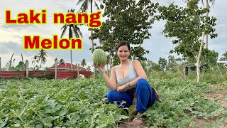 Malalaki na ang bunga nang tanim kong Watermelon 🍉