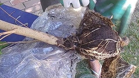 Air Layering or Cloning Ficus Part 2 (with actual results)