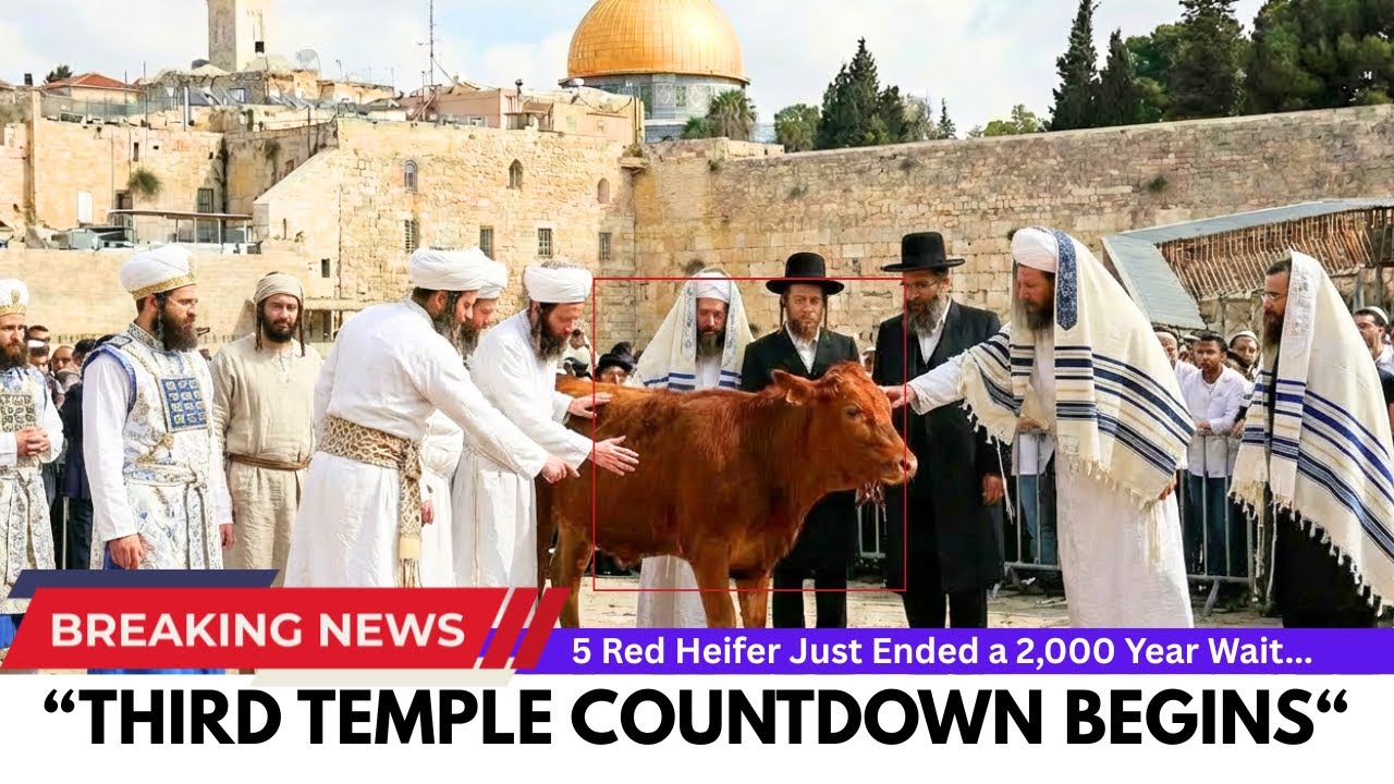 BREAKNG: Israel Just Announced the Date... Red Heifers Ready for Third Temple Sacrifice!