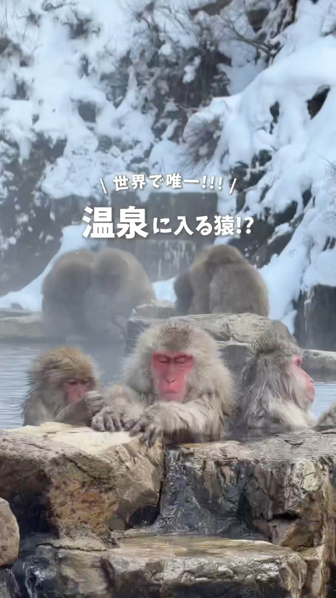 The only place in the world!!!] Snowy mountains where you can see