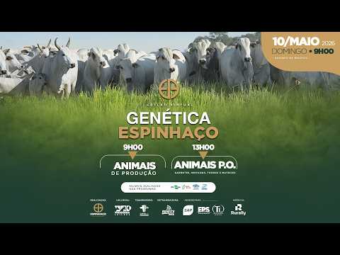 LOTE 54   EAG 486