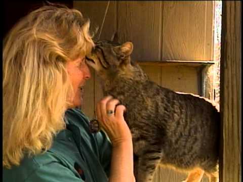 Видео: Pixiebob: характеристики и история на породата, характер и грижи за котката, снимки, рецензии на собствениците, изборът на коте