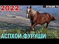 Аспхои Фуруши 12 января 2022 г.