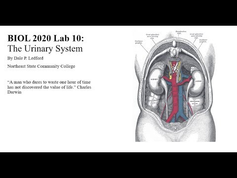 BIOL 2020 Lab 10 Urinary System - YouTube