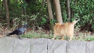 カラスが猫の食事を横取りする