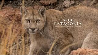 Webinar: Parque Patagonia Argentina - Circuito Turístico - 6 de Octubre 2020 - Latinoamerica