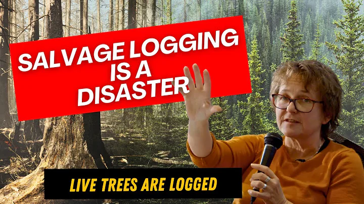 Salvage logging is a disaster | Dr. Rachel Holt, PhD Landscape Ecology |  Short Clip