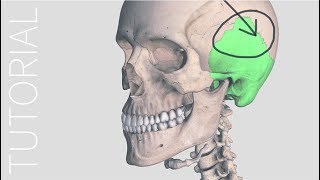 Pen Tool - Complete Anatomy