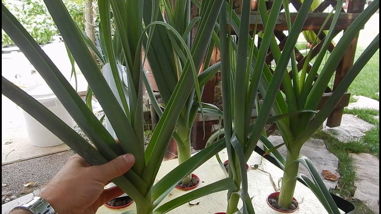 Video 04 ENGLISH - hydroponic leeks