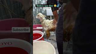 “Bakra spa day 😂💦” #shortsfeed #shortsviral #trendingshorts #shorts #reallifewithsumaiya
