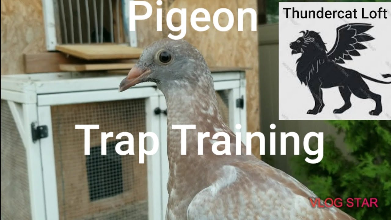 Трап тренинг