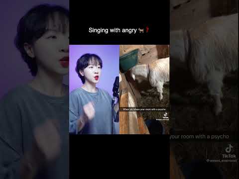 Duet With Angry Goat Wellerman ChaDabin 