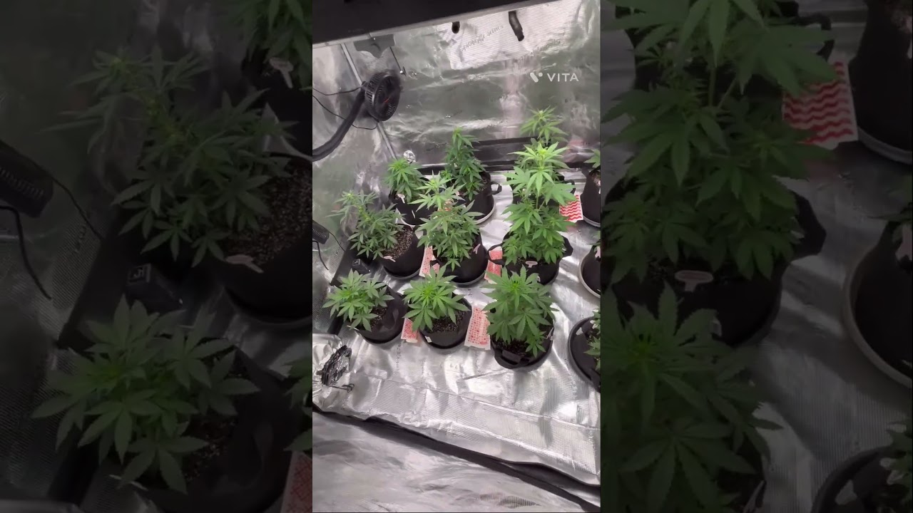White widow, granddaddy, purple, royal Haze northern lights week 4 update