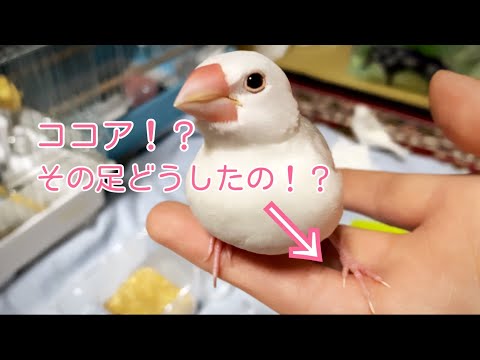 【白文鳥の雛】ココアの左足が...【Java sparrow】