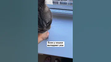 Почему у кошки выпадают усы