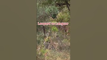 Leoprad vs Languor | #shorts #wildlife