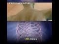 human anatomy
