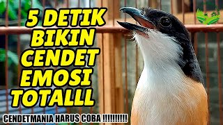 MASTERAN CENDET 100% PASTI NYAUT . . PENTET JATIM GACOR DOR FULL EMOSI CEPAT DI RESPON CENDET LAIN