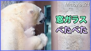 訓練日程が発表されたララとリラ　雪降る中でじゃれる　Polar Bears