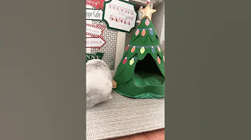 Cookies For Santa 