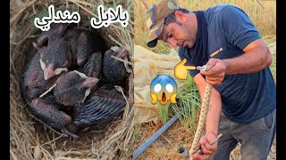 رحلة البحث عن افراخ طيور البلابل في البرية العراقية