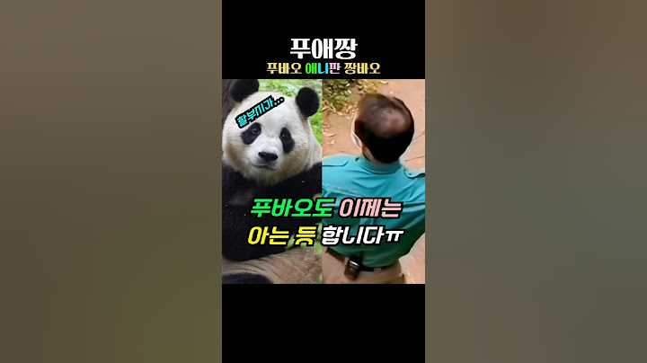푸바오 할부지가 안온다는 걸 알았나봅니다ㅠ