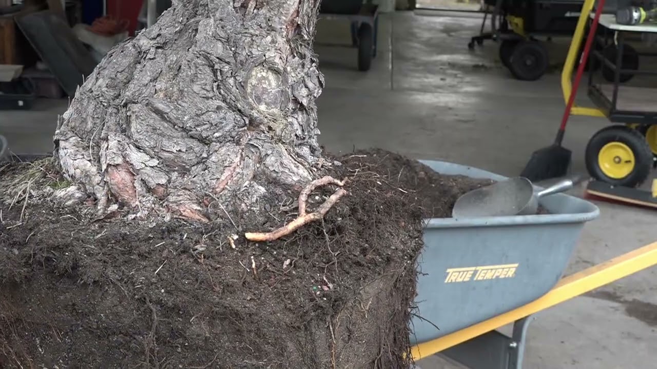 Shifting Up Niwaki Black Pine #2 Fall 2025 - YouTube