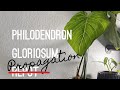 Philodendron Gloriosum Propagation