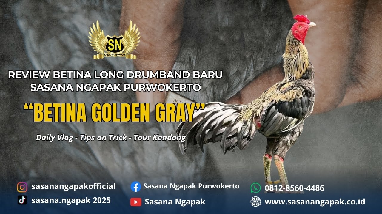 Review Betina Long Drumband Baru Sasana Ngapak Purwokerto || Betina Golden Gray