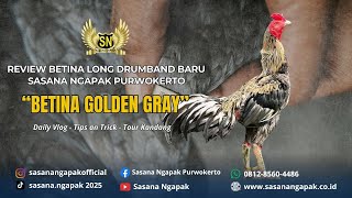 Download lagu Review of the New Betina Long Drumband from Sasana Ngapak Purwokerto || Betina Golden Gray
