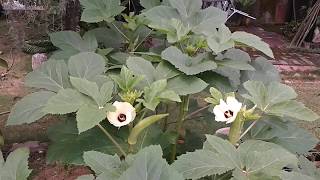 Lady Finger plant