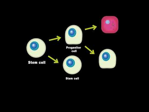 ვიდეო: არის თუ არა პროგენიტორული უჯრედები ღეროვანი უჯრედები?