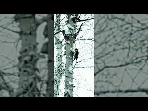 Chaga Hunting