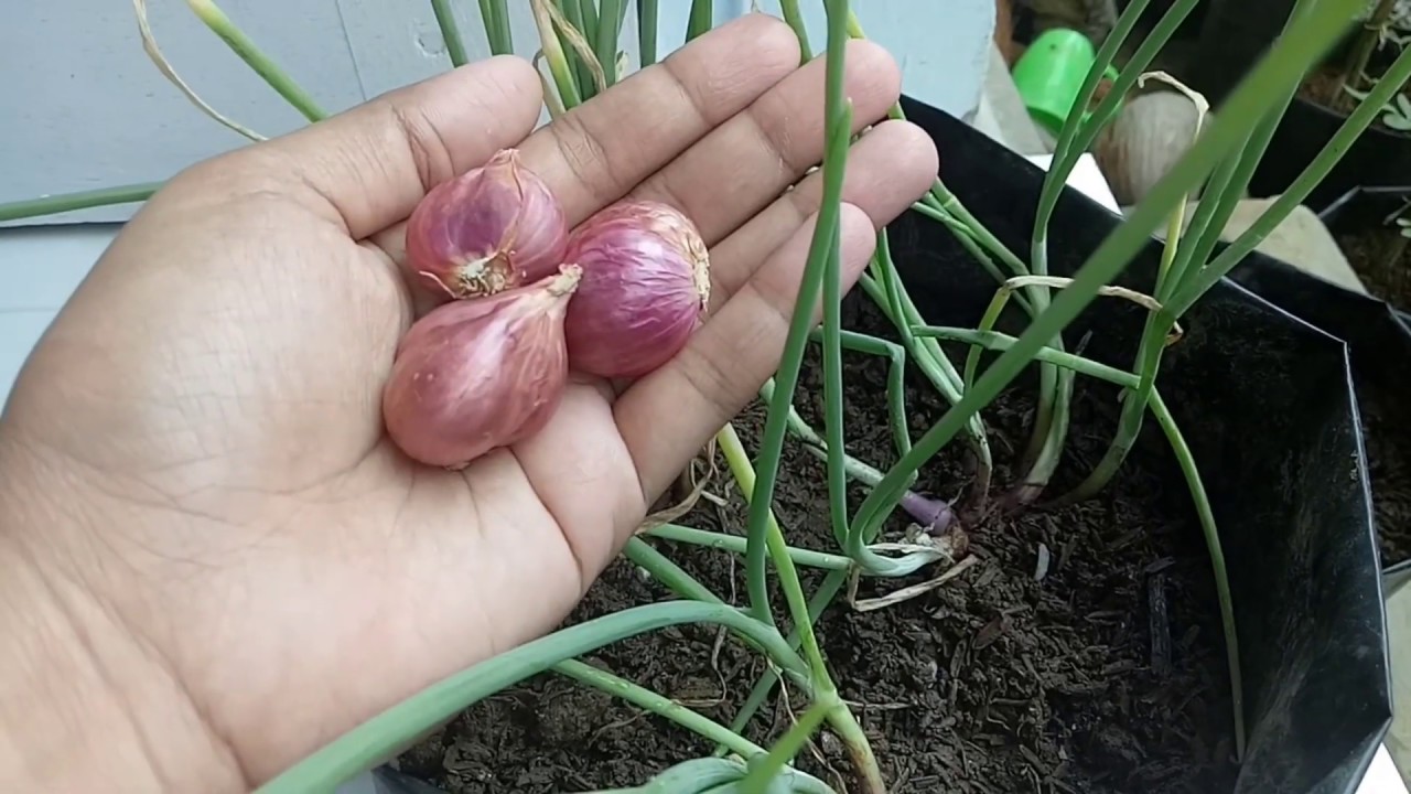 Cara Gampang Menanam Bawang Merah Dalam Polybag 