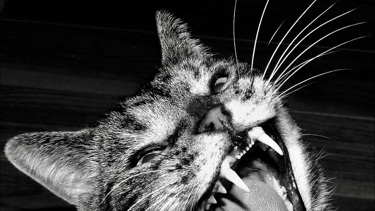 meow mix ✨12✨3 yawns 😺in a row ( Yawny Cat)😳