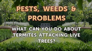 What Can You Do About Termites Attacking Live Trees?