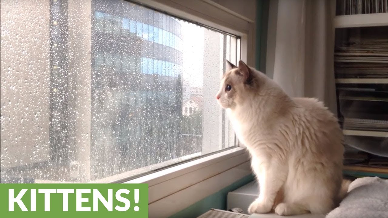 Cat loves the rain, can't stop watching YouTube