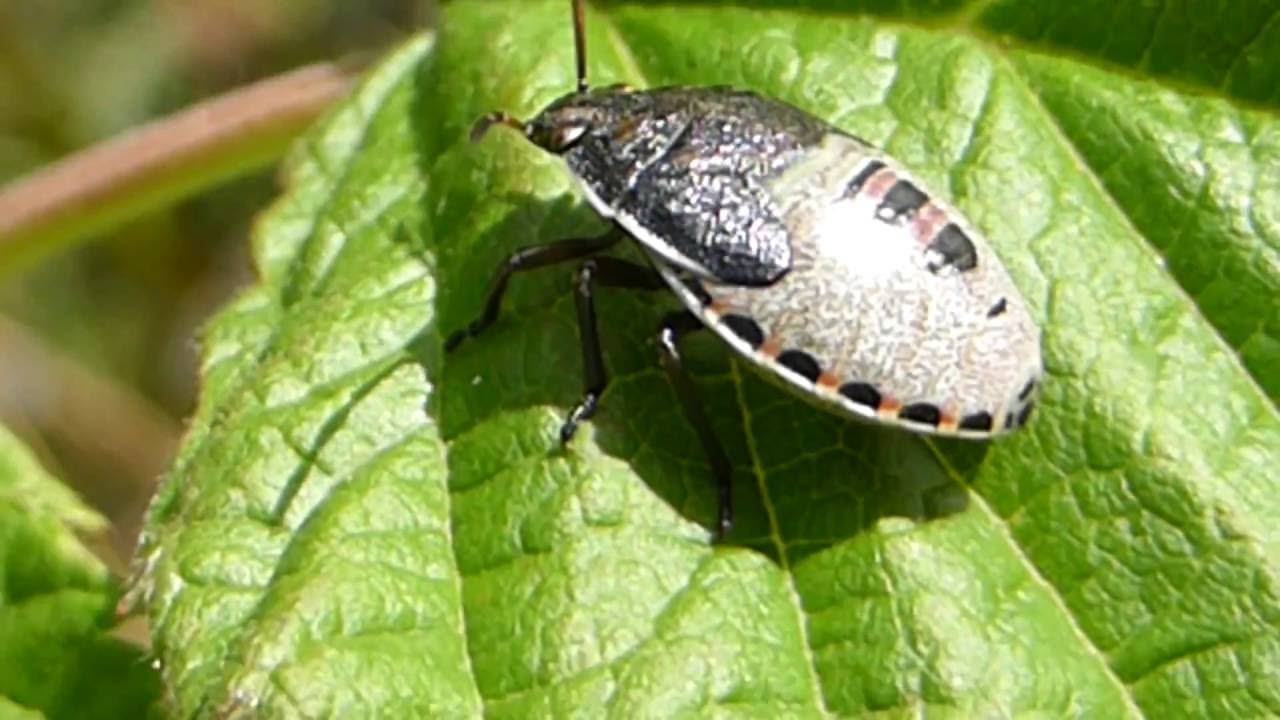 Shieldbug - Baby Nymph - Aldintíta - Skortíta - Bjöllur - Skordýr - Pöddur