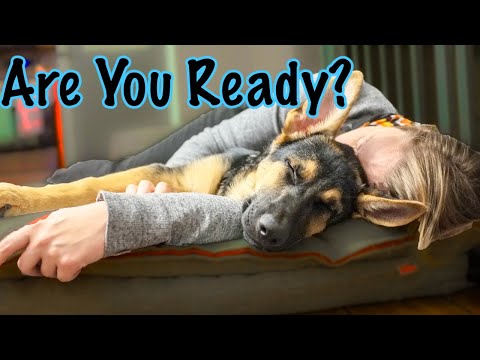 how-to-know-if-you're-ready-for-a-german-shepherd!