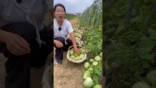 Harvesting sweet honeydew melon with rural life harvest farming honeydewmelon