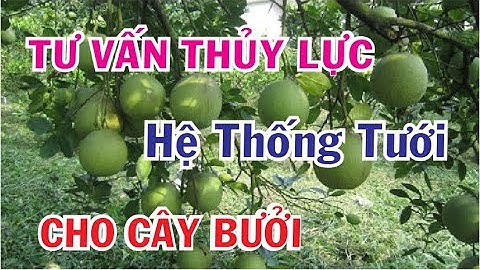 Hướng dẫn tự thiết kế hệ thống tưới cho cây bưởi vườn anh Nguyễn Thành