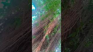 BEAUTIFUL NATURE 😊# TRENDING VIDEO# VIRAL YTSHORT VIDEO# UNIQUE VIDEO 🤩❤️# TRENDING VIDEO# TRENDING#