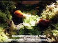 КАКИЕ ТРАВЫ МОЖНО ДАВАТЬ УЛИТКАМ АХАТИНАМ ЛЕТОМ ( ПИТОМНИК "МАРИ МИСТИК" )