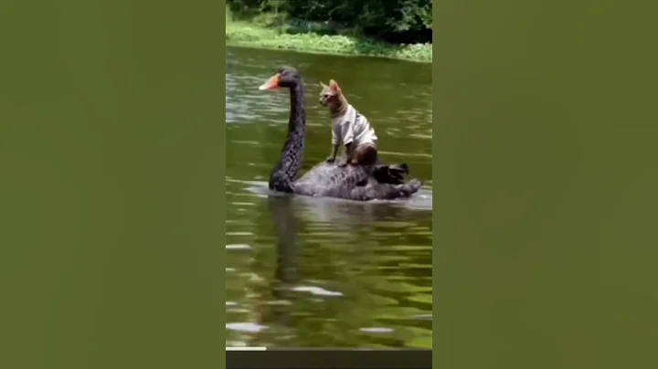 Watch the video about Cat coming as King 👑. #shorts #petvideos #wildlife #funny