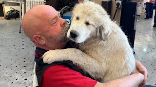 Words are not needed, Love is felt in the gaze - Cute Moments Dog and Human by Cute Pets TV 49,987 views 1 month ago 10 minutes, 17 seconds