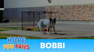 Abandoned dog in a truck stop appears after many hours of waiting! by Hope For Paws - Official Rescue Channel 93,035 views 2 weeks ago 3 minutes, 7 seconds