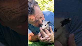 Think opossums are scary? They might actually be your best backyard neighbors.