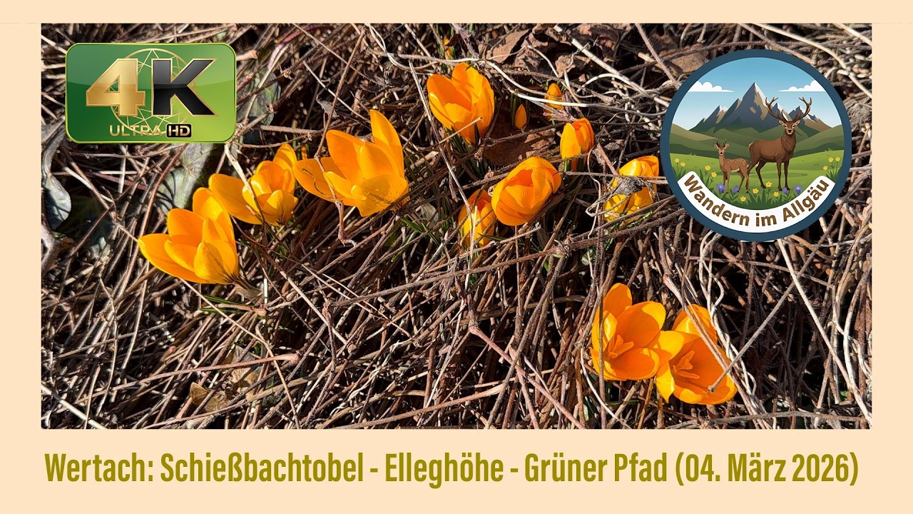 Wertach: Schießbachtobel - Elleghöhe - Grüner Pfad (04. März 2026)