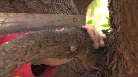 The Garden Gurus - Three cut pruning method