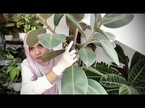 Video: Daun Tiruan Telah Dibuat Untuk Pemurnian Udara Yang Efektif - Pandangan Alternatif